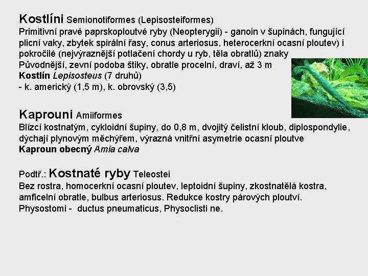 Kostlíni Semionotiformes (Lepisosteiformes) Primitivní pravé paprskoploutvé ryby (Neopterygii) - ganoin v šupinách, fungující plicní