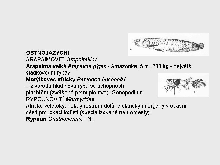 OSTNOJAZYČNÍ ARAPAIMOVITÍ Arapaimidae Arapaima velká Arapaima gigas - Amazonka, 5 m, 200 kg -