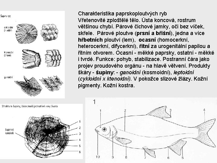 Charakteristika paprskoploutvých ryb Vřetenovité zploštělé tělo. Ústa koncová, rostrum většinou chybí. Párové čichové jamky,