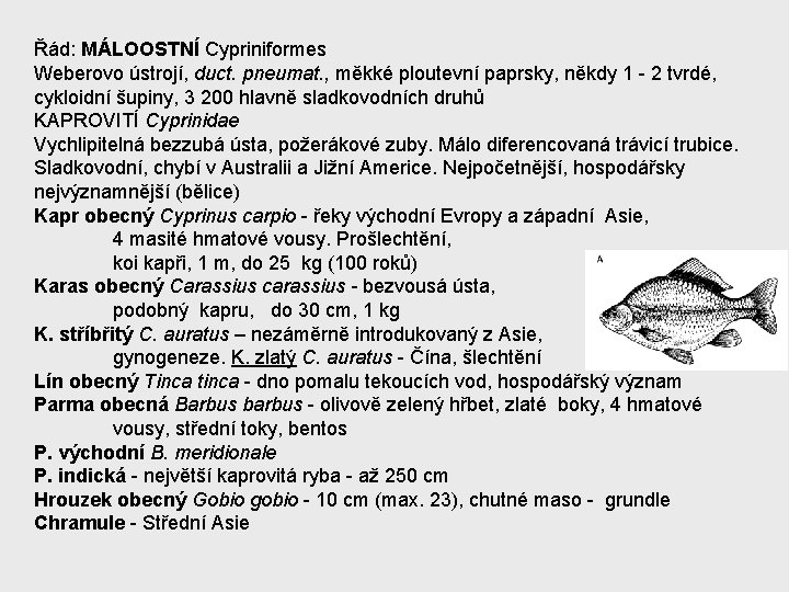 Řád: MÁLOOSTNÍ Cypriniformes Weberovo ústrojí, duct. pneumat. , měkké ploutevní paprsky, někdy 1 -