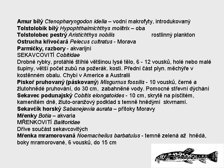 Amur bílý Ctenopharyngodon idella – vodní makrofyty, introdukovaný Tolstolobik bílý Hypophthalmichthys molitrix – oba