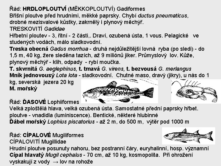 Řád: HRDLOPLOUTVÍ (MĚKKOPLOUTVÍ) Gadiformes Břišní ploutve před hrudními, měkké paprsky. Chybí ductus pneumaticus, drobné