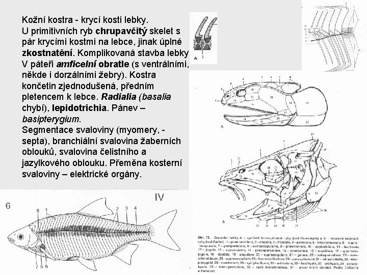 Kožní kostra - krycí kosti lebky. U primitivních ryb chrupavčitý skelet s pár krycími