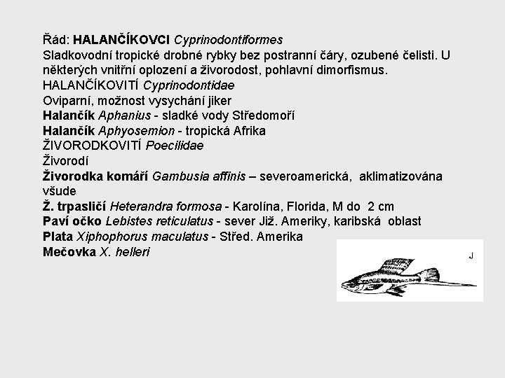 Řád: HALANČÍKOVCI Cyprinodontiformes Sladkovodní tropické drobné rybky bez postranní čáry, ozubené čelisti. U některých