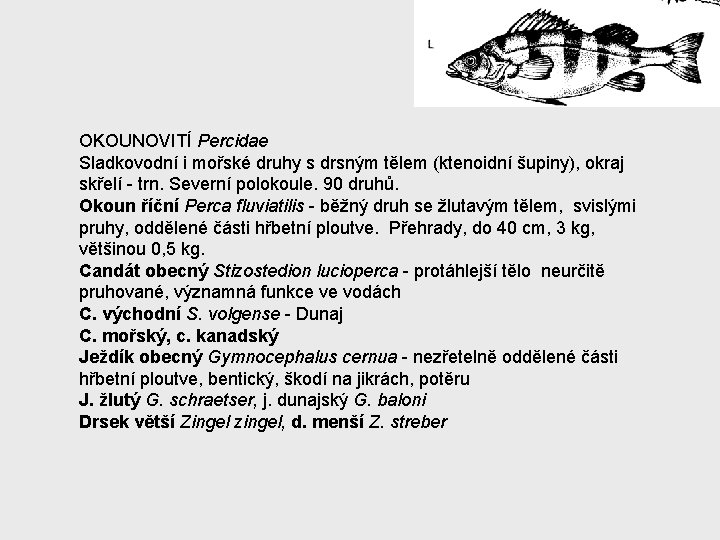 OKOUNOVITÍ Percidae Sladkovodní i mořské druhy s drsným tělem (ktenoidní šupiny), okraj skřelí -