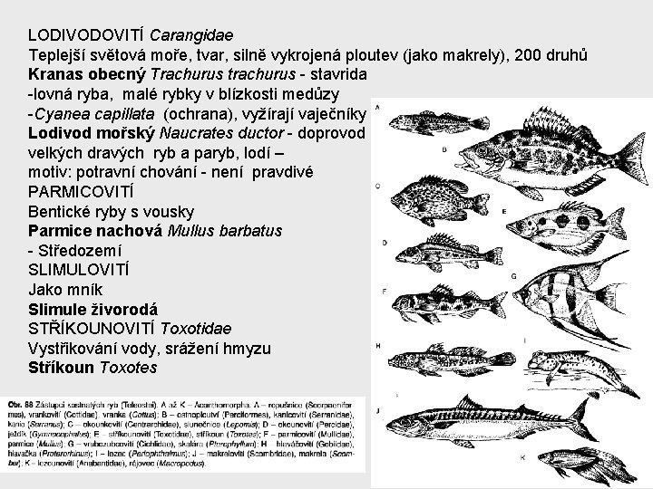 LODIVODOVITÍ Carangidae Teplejší světová moře, tvar, silně vykrojená ploutev (jako makrely), 200 druhů Kranas