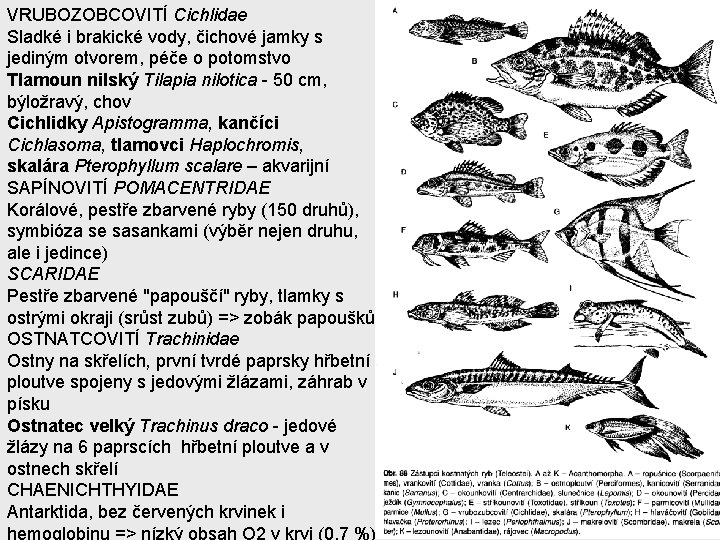 VRUBOZOBCOVITÍ Cichlidae Sladké i brakické vody, čichové jamky s jediným otvorem, péče o potomstvo