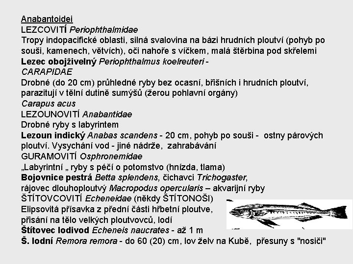 Anabantoidei LEZCOVITÍ Periophthalmidae Tropy indopacifické oblasti, silná svalovina na bázi hrudních ploutví (pohyb po