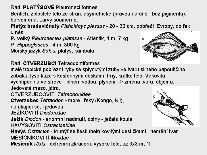 Řád: PLATÝSOVÉ Pleuronectiformes Bentičtí, zploštělé tělo ze stran, asymetrické (pravou na dně - bez