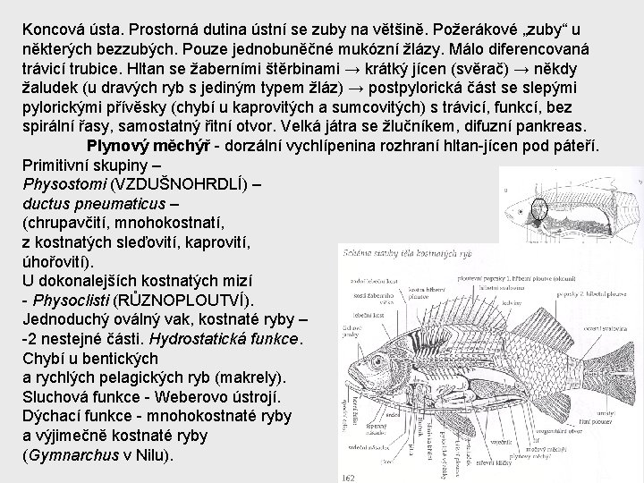 Koncová ústa. Prostorná dutina ústní se zuby na většině. Požerákové „zuby“ u některých bezzubých.