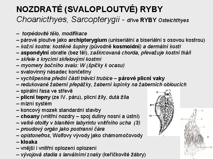 NOZDRATÉ (SVALOPLOUTVÉ) RYBY Choanicthyes, Sarcopterygii - dříve RYBY Osteichthyes – torpédovité tělo, modifikace –