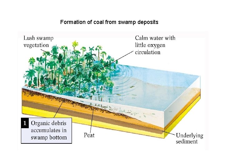 Formation of coal from swamp deposits 