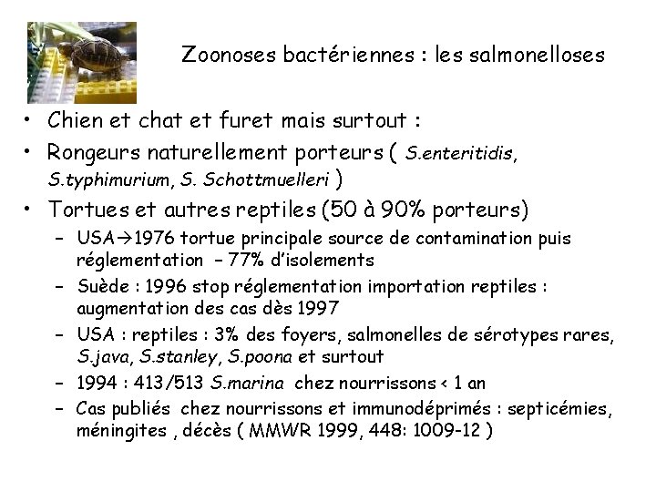 Zoonoses bactériennes : les salmonelloses • Chien et chat et furet mais surtout :