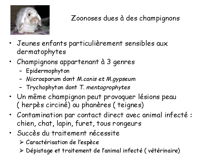 Zoonoses dues à des champignons • Jeunes enfants particulièrement sensibles aux dermatophytes • Champignons
