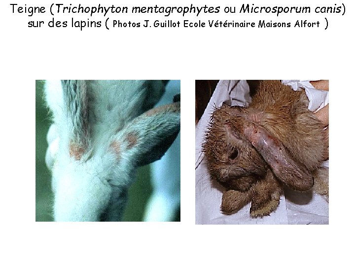 Teigne (Trichophyton mentagrophytes ou Microsporum canis) sur des lapins ( Photos J. Guillot Ecole