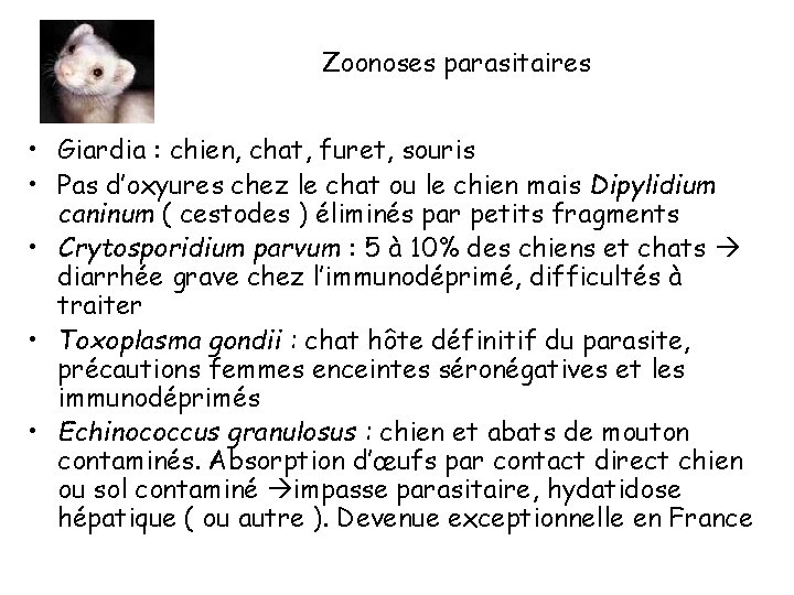 Zoonoses parasitaires • Giardia : chien, chat, furet, souris • Pas d’oxyures chez le