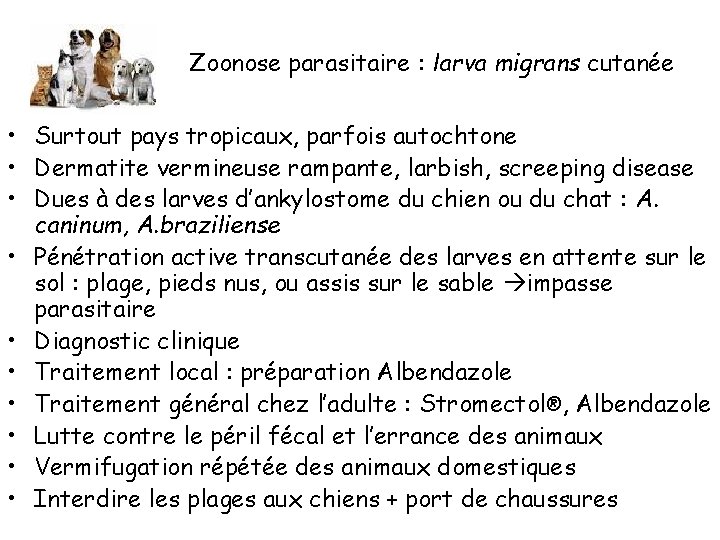 Zoonose parasitaire : larva migrans cutanée • Surtout pays tropicaux, parfois autochtone • Dermatite