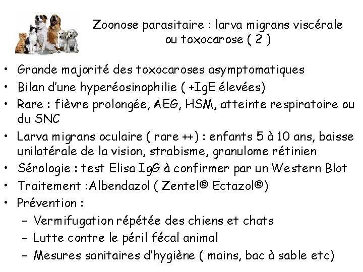 Zoonose parasitaire : larva migrans viscérale ou toxocarose ( 2 ) • Grande majorité