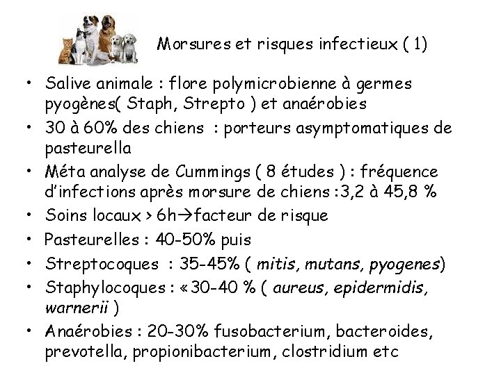Morsures et risques infectieux ( 1) • Salive animale : flore polymicrobienne à germes