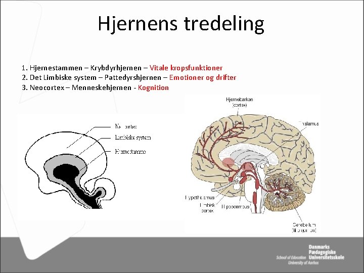 Hjernens tredeling 1. Hjernestammen – Krybdyrhjernen – Vitale kropsfunktioner 2. Det Limbiske system –