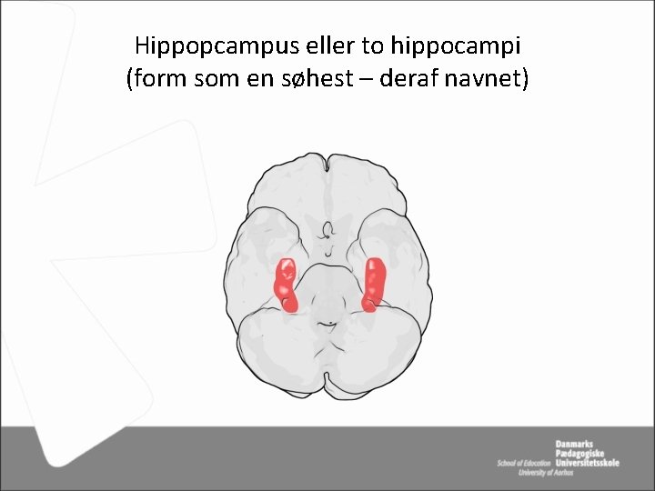 Hippopcampus eller to hippocampi (form som en søhest – deraf navnet) 