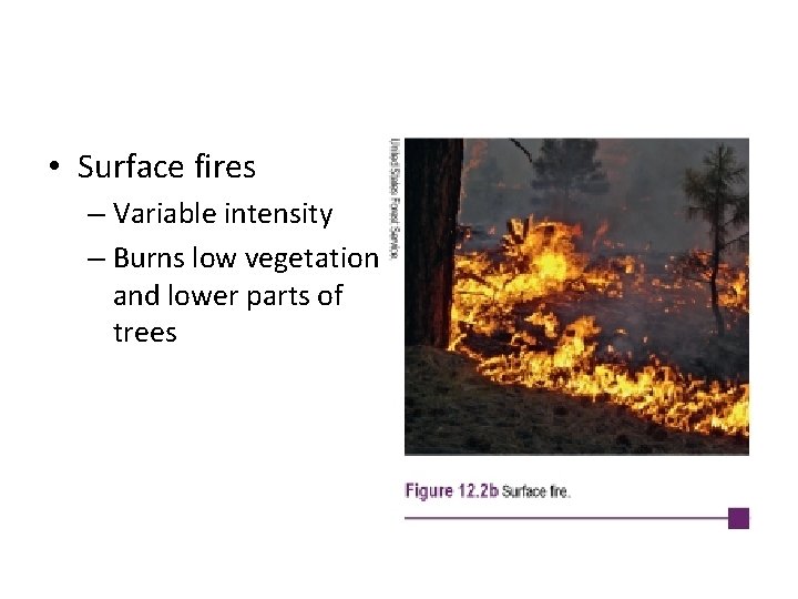  • Surface fires – Variable intensity – Burns low vegetation and lower parts