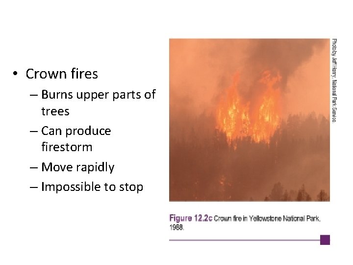  • Crown fires – Burns upper parts of trees – Can produce firestorm