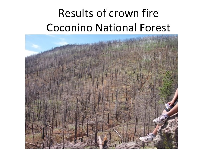 Results of crown fire Coconino National Forest 
