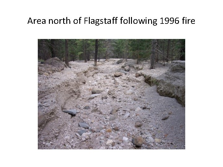 Area north of Flagstaff following 1996 fire 