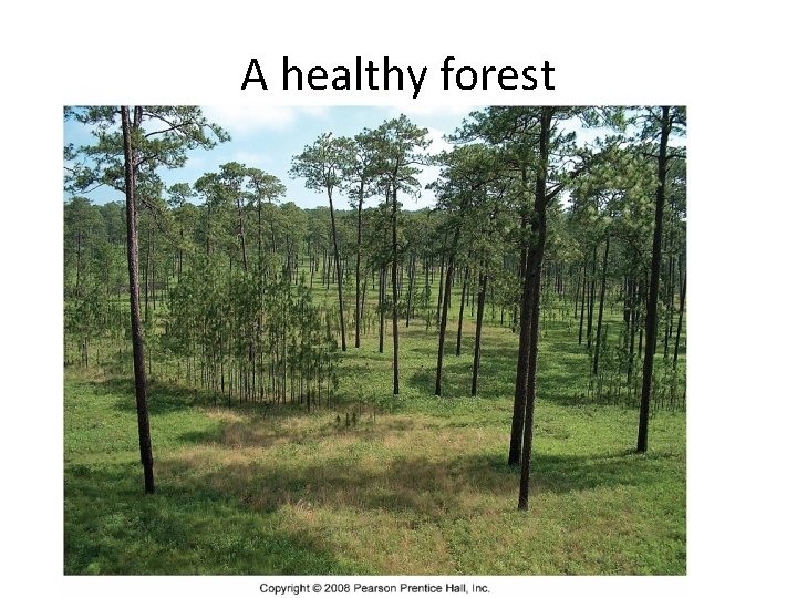 A healthy forest 