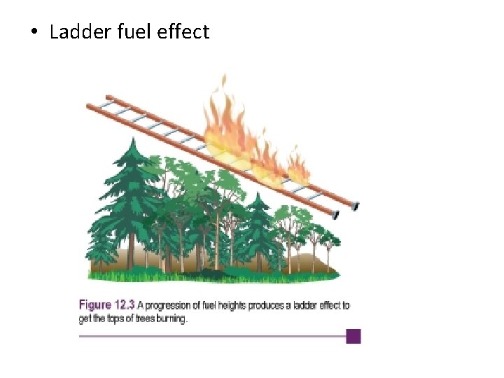  • Ladder fuel effect 