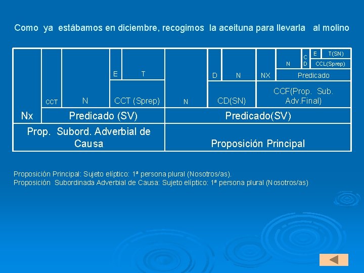Como ya estábamos en diciembre, recogimos la aceituna para llevarla al molino N E