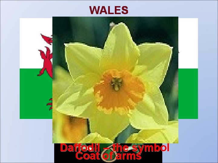 WALES The flag Daffodil – the symbol Coat of arms 