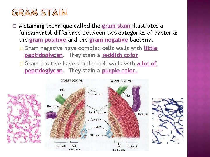 � A staining technique called the gram stain illustrates a fundamental difference between two