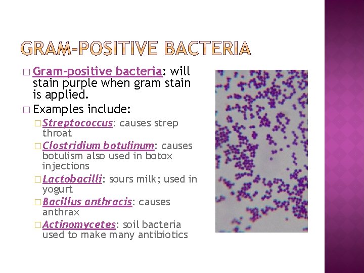 � Gram-positive bacteria: will stain purple when gram stain is applied. � Examples include: