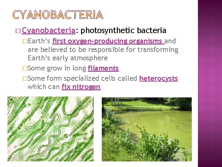 � Cyanobacteria: �Earth’s photosynthetic bacteria first oxygen-producing organisms and are believed to be responsible