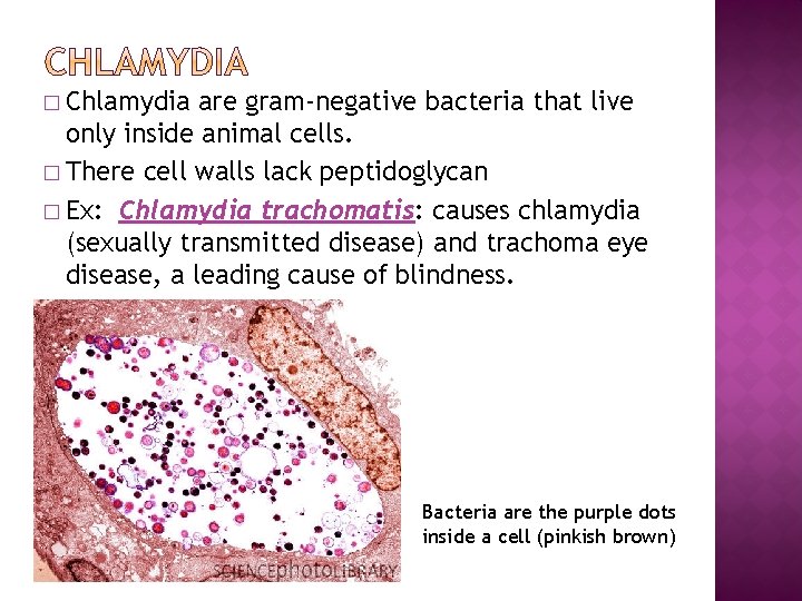 � Chlamydia are gram-negative bacteria that live only inside animal cells. � There cell