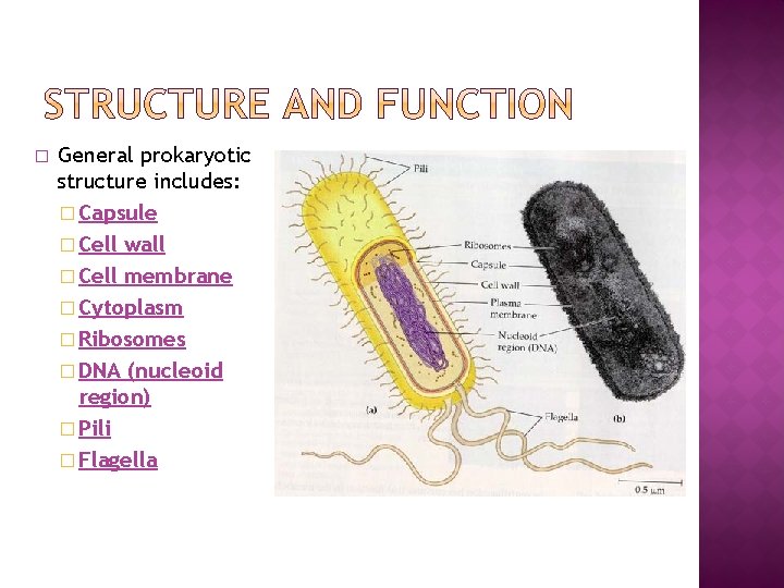 � General prokaryotic structure includes: � Capsule � Cell wall � Cell membrane �