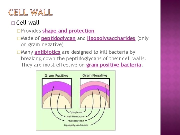 � Cell wall � Provides shape and protection � Made of peptidoglycan and lipopolysaccharides