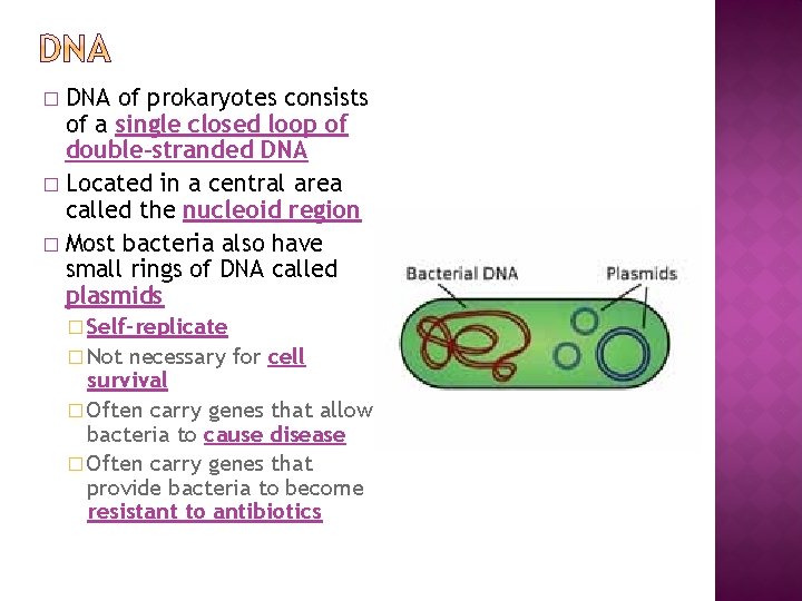 DNA of prokaryotes consists of a single closed loop of double-stranded DNA � Located