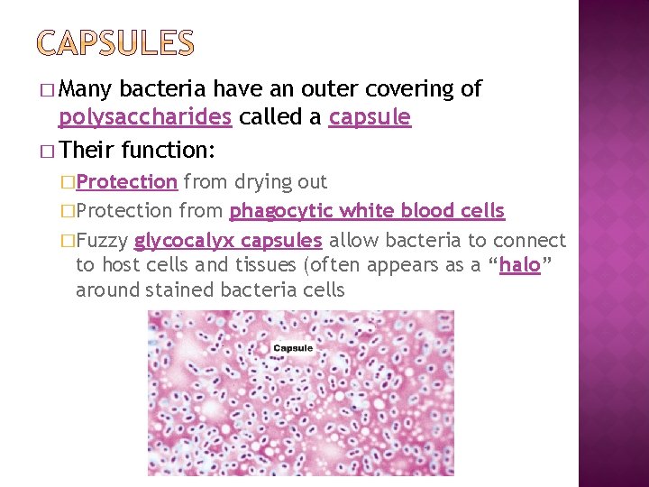 � Many bacteria have an outer covering of polysaccharides called a capsule � Their