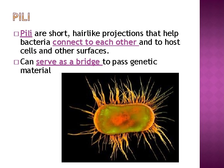 � Pili are short, hairlike projections that help bacteria connect to each other and