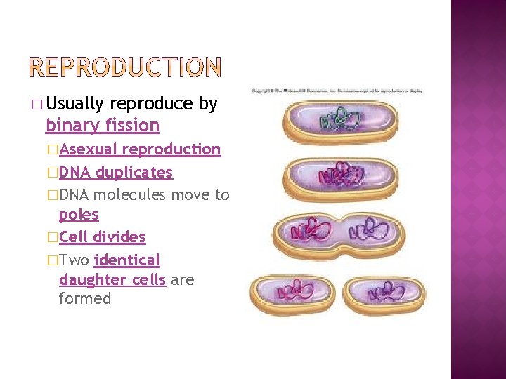 � Usually reproduce by binary fission �Asexual reproduction �DNA duplicates �DNA molecules move to