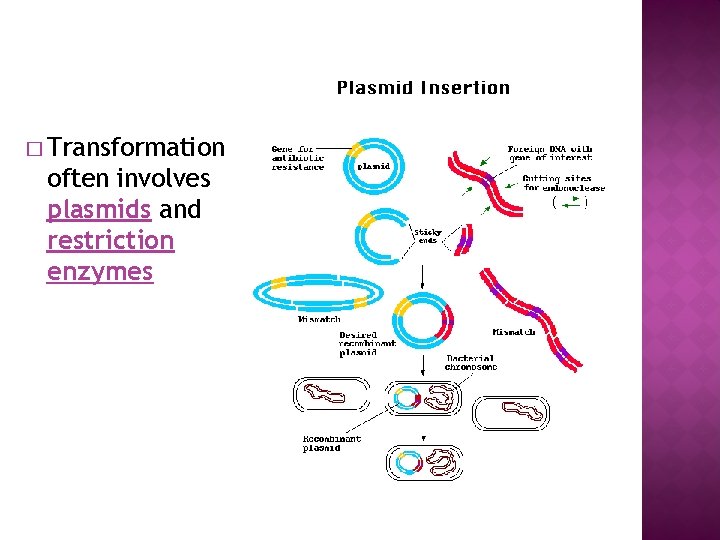 � Transformation often involves plasmids and restriction enzymes 