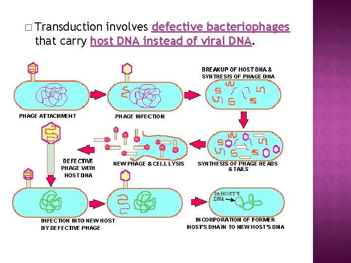 � Transduction involves defective bacteriophages that carry host DNA instead of viral DNA. 