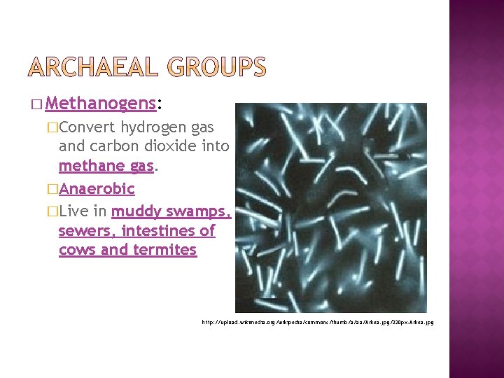 � Methanogens: �Convert hydrogen gas and carbon dioxide into methane gas. �Anaerobic �Live in