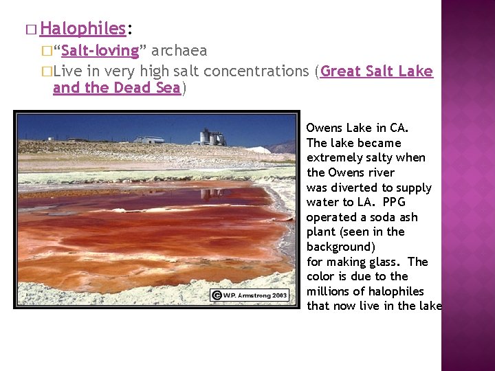 � Halophiles: �“Salt-loving” archaea �Live in very high salt concentrations (Great Salt Lake and