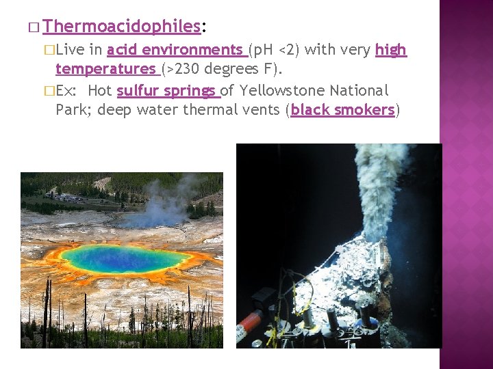 � Thermoacidophiles: �Live in acid environments (p. H <2) with very high temperatures (>230