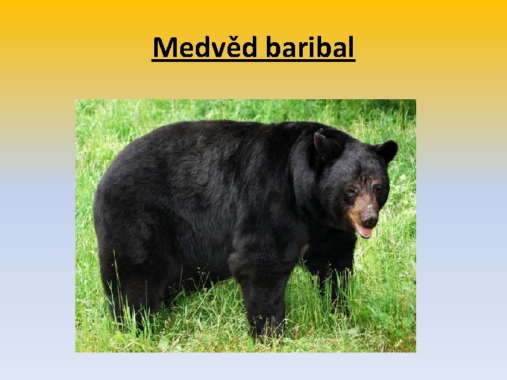 Medvěd baribal 
