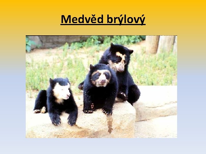 Medvěd brýlový 